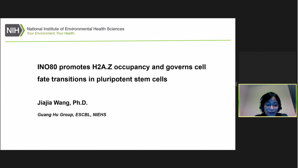 INO80 promotes H2A.Z occupancy and governs cell fate transitions in pluripotent stem cells