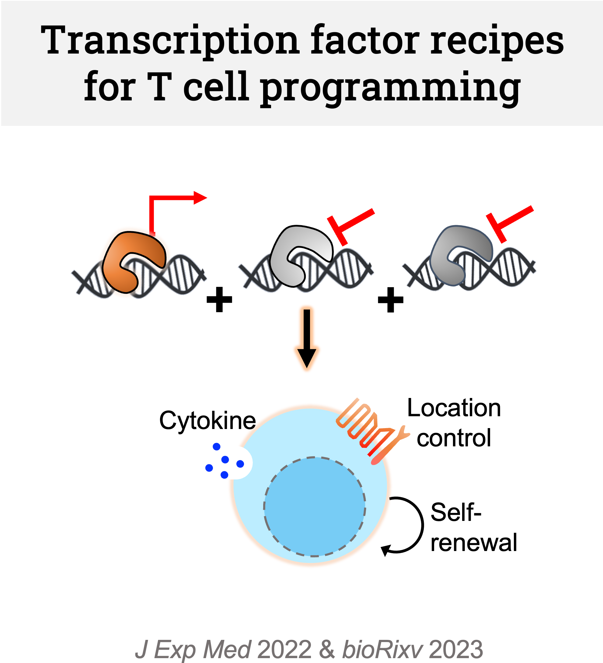 Transcription factor recipes for T cell programming. Scientific illustration of an ideal therapeutic cell state.