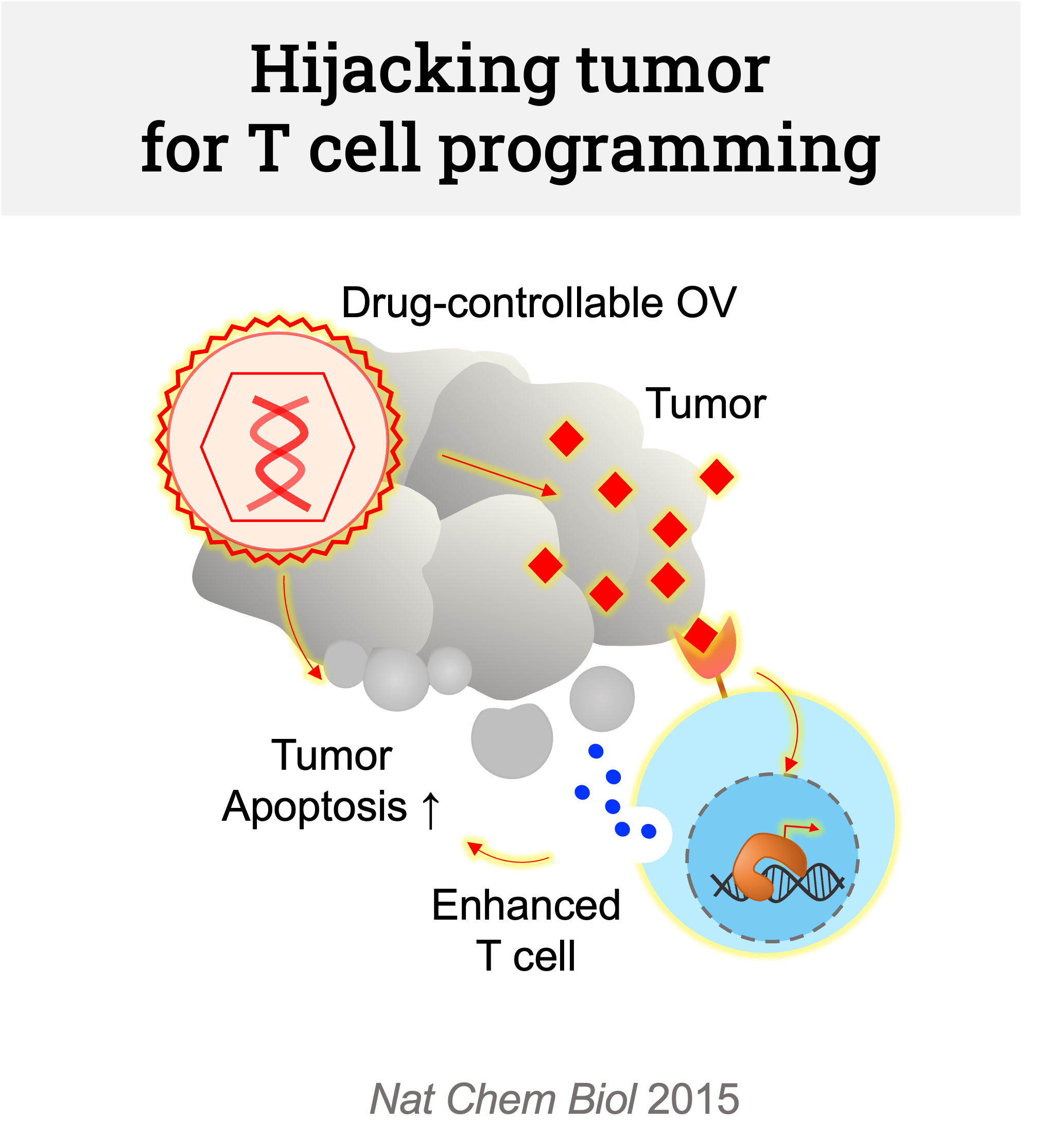 Hijacking tumor for T cell programming. Scientific illustration showing an oncolytic virus hijacking a tumor so that the virus, paired with enhanced T cells, will kill the tumor.