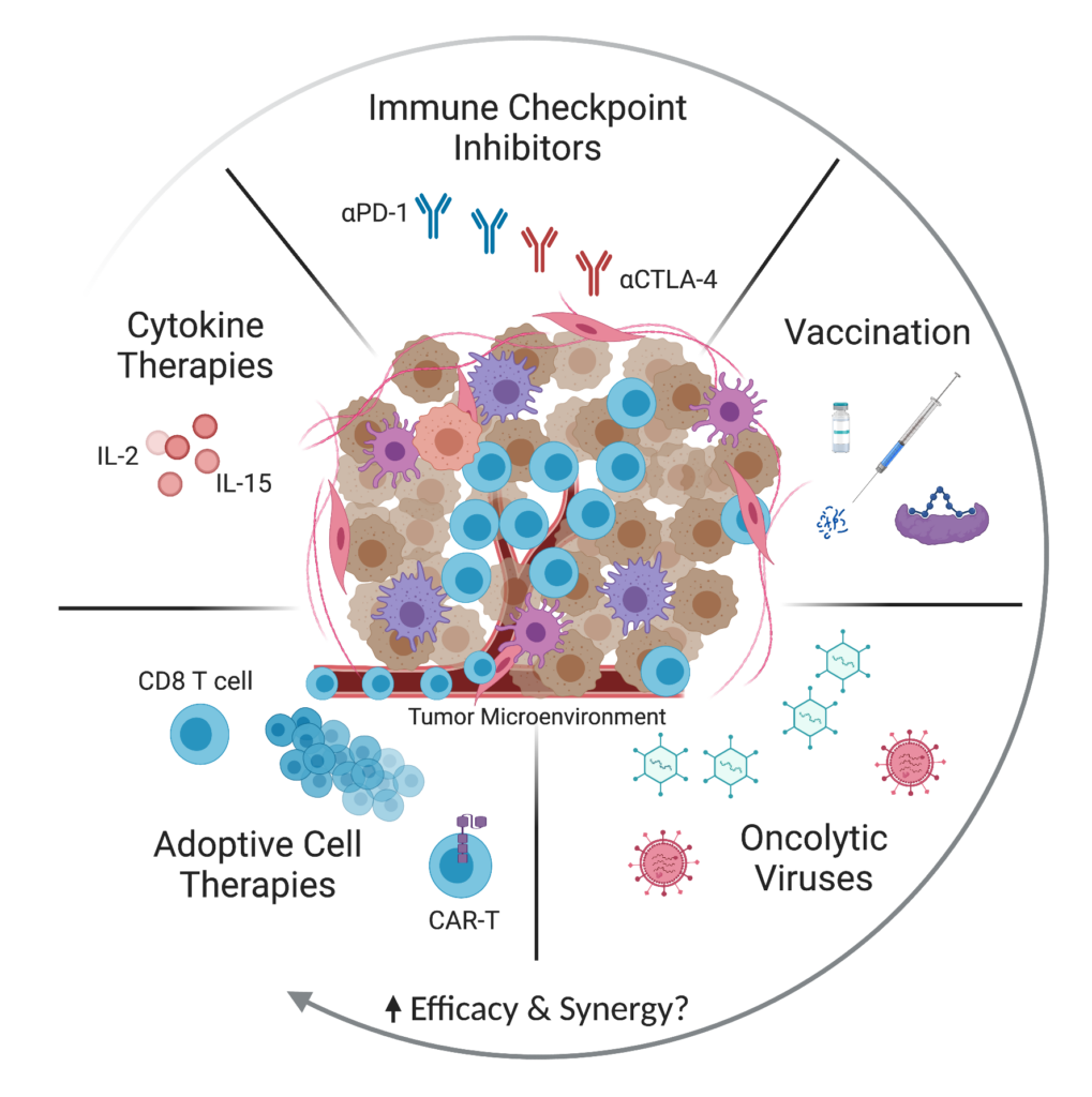 Figure 1. CD8 T cells are central to the success of promising immunotherapy approaches. 