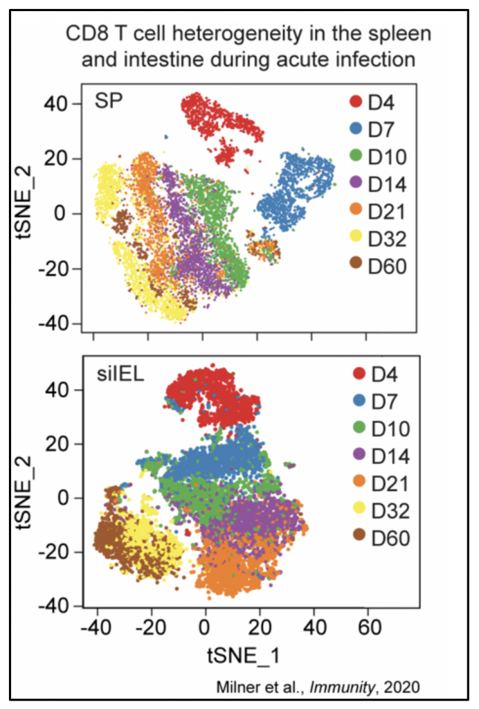 Two scatterplot charts of CD8 T cell heterogeneity in the spleen and intestine during acute infection. Both charts have an X axis representing tSNE_1 and a Y axis representing tSNE_2. The plot points represent D4, D7, D10, D14, D21, D32 and D60. The points are mostly clustered together by color group on the scatterplot.