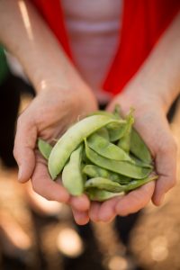 Handful of green peas