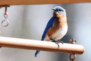 Bluebird of March