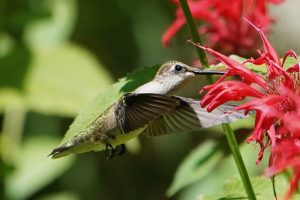 A female Ruby Throated Hummingbird enjoys some Bee Balm 
