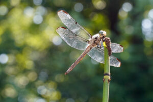 Dragonfly on Horsetail