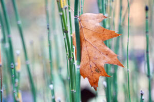 Leaf in Rushes