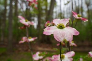 April 2022 Newsletter Pink Flower