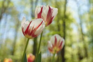 Photo of Tulips in bloom