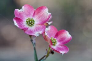 Photo of a Pink Dogwood Flower 