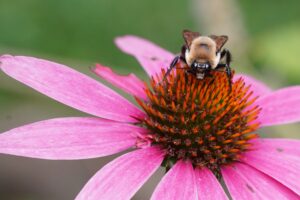 Photo of a Bee on Coneflower