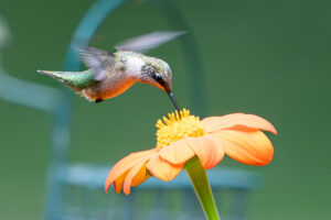 Image of hummingbird