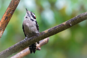 Image of a Downy Woodpecker sitting on a tree branch.
