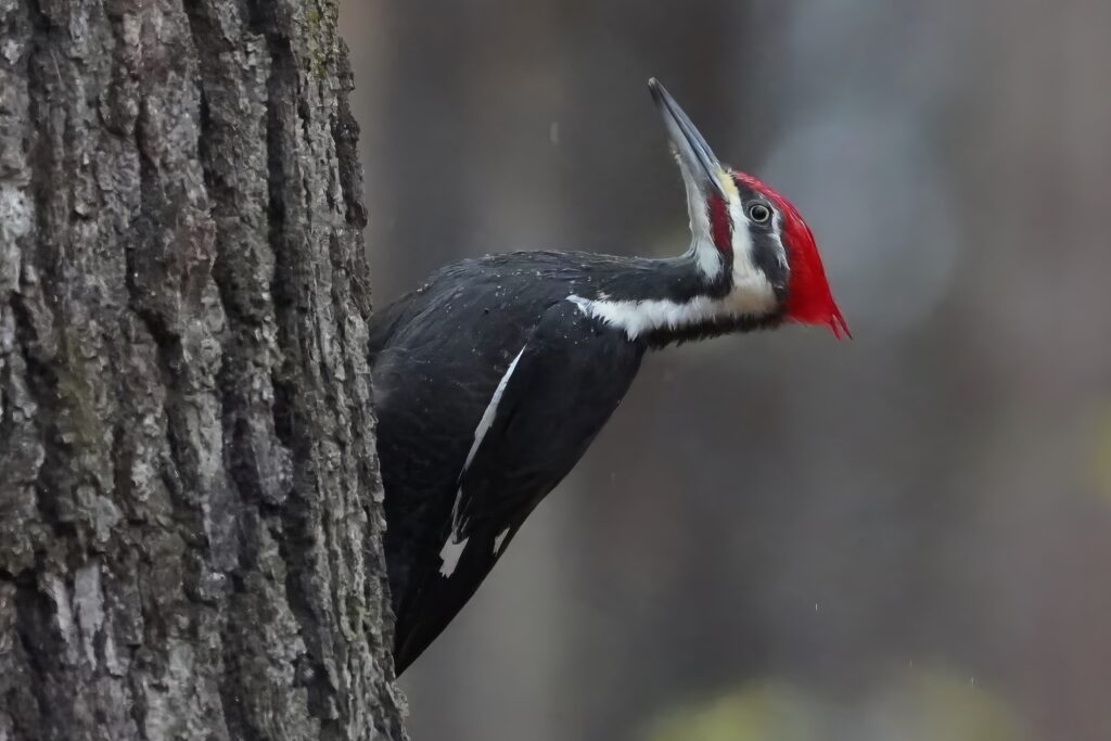Pileated Woodpecker sitting on a tree