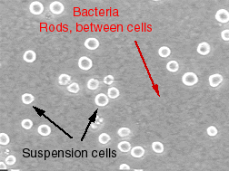 A photo of bacteria rods used to help identify contamination in cell culture.
