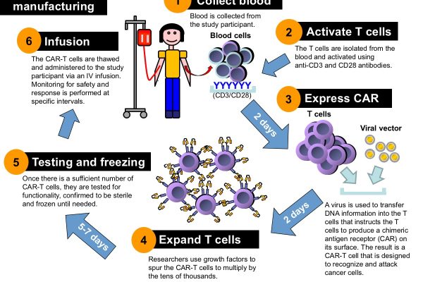 The phases of developing and preparing chimeric antigen receptor T cells, or CAR-T cells.