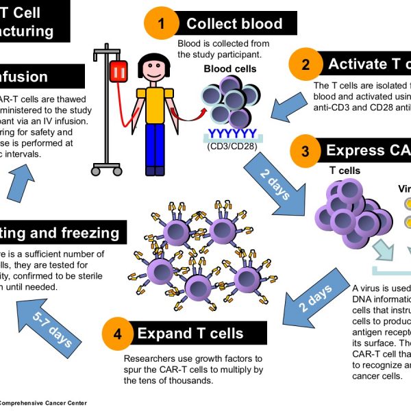 The phases of developing and preparing chimeric antigen receptor T cells, or CAR-T cells.