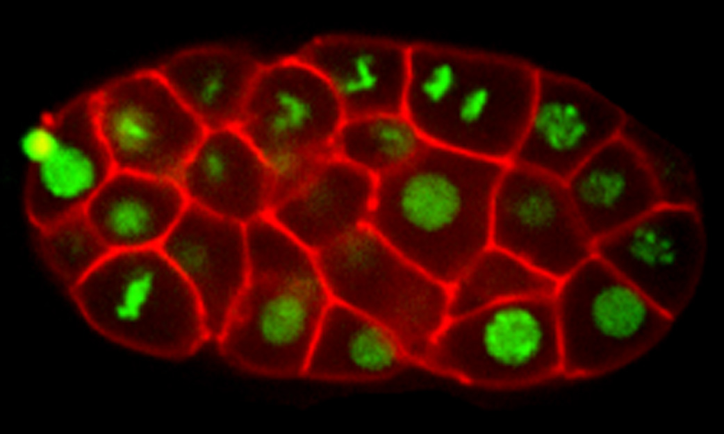 A very young C. elegans embryo at the two-cell stage. The cell on the right is dividing, and the one on the left is preparing to divide. Proteins important for separating the chromosomes into the new cells that will be created by the divisions are shown in green, with DNA stained red. Photo credit: Andrew Muroyama & Arshad Desai (UCSD)
