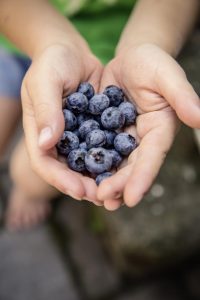 Two hands cupped together holding freshly-picked blueberries