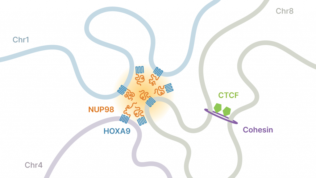 This model depicts how NUP98-HOXA9 oncoproteins promote phase separation to activate specific genes, which leads to cancer. (Illustration credit: Erika Deoudes)