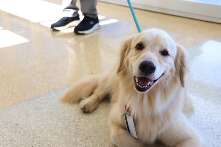Four paws and a big heart: Therapy dog, handler spread cheer at cancer  hospital - UNC Lineberger