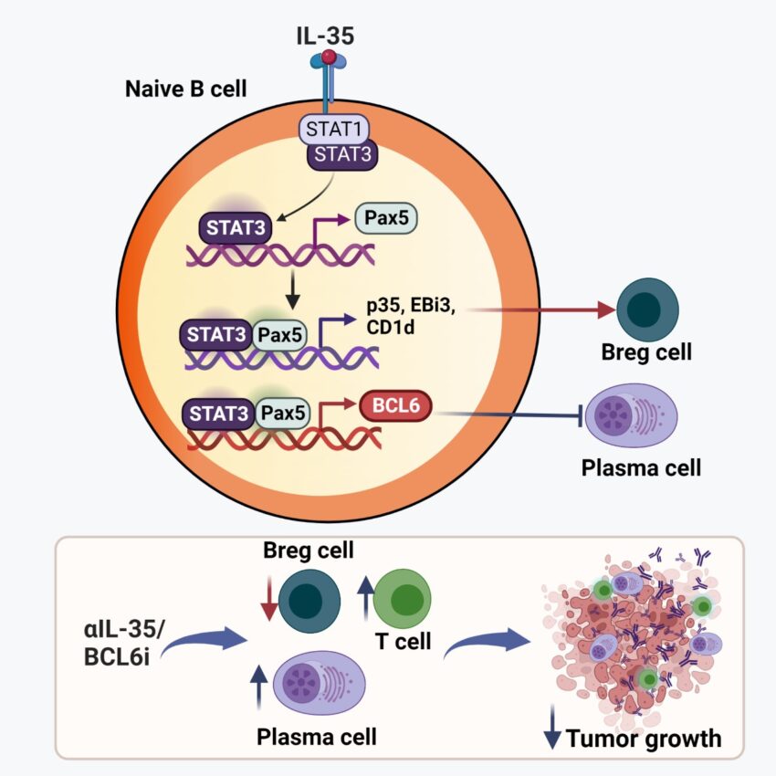 Graphical abstract, diagram of naïve B cell